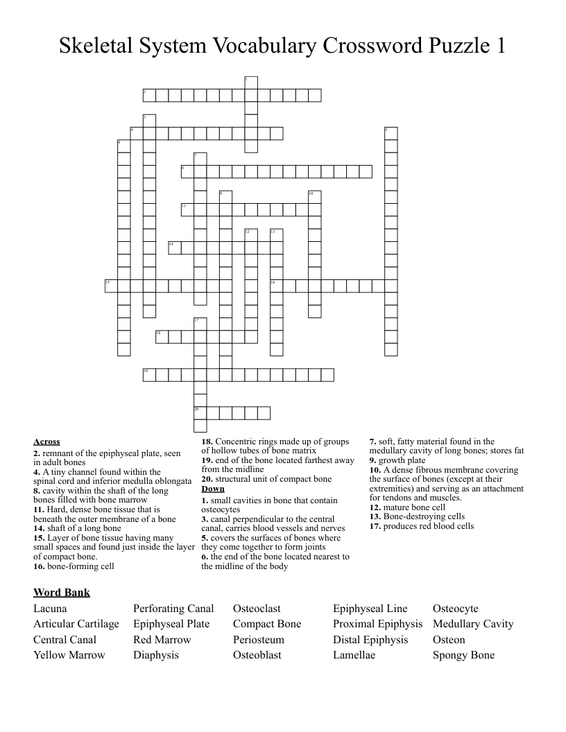 Skeletal System Vocabulary Crossword Puzzle 1