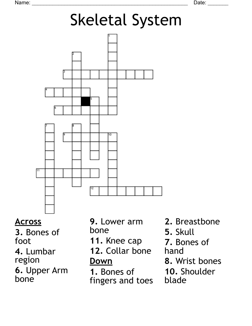 Skeletal System  Crossword
