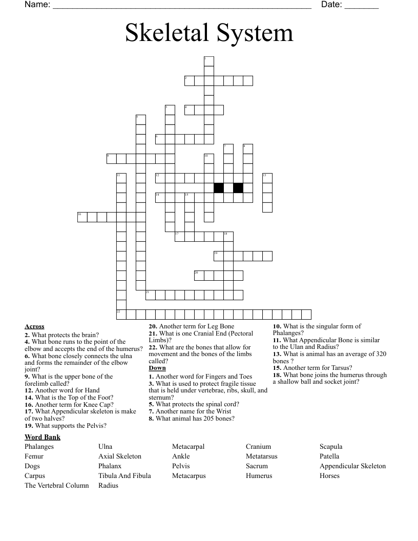 Skeletal System  Crossword