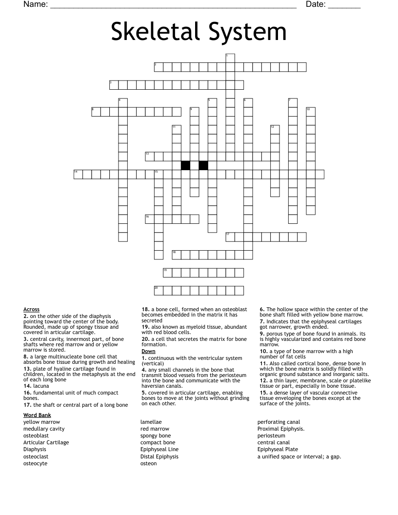 Skeletal System  Crossword