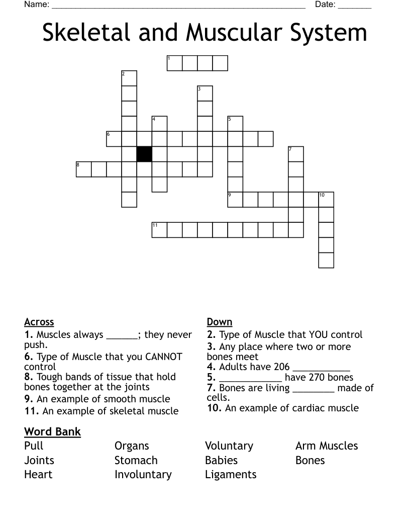 Skeletal and Muscular System Crossword
