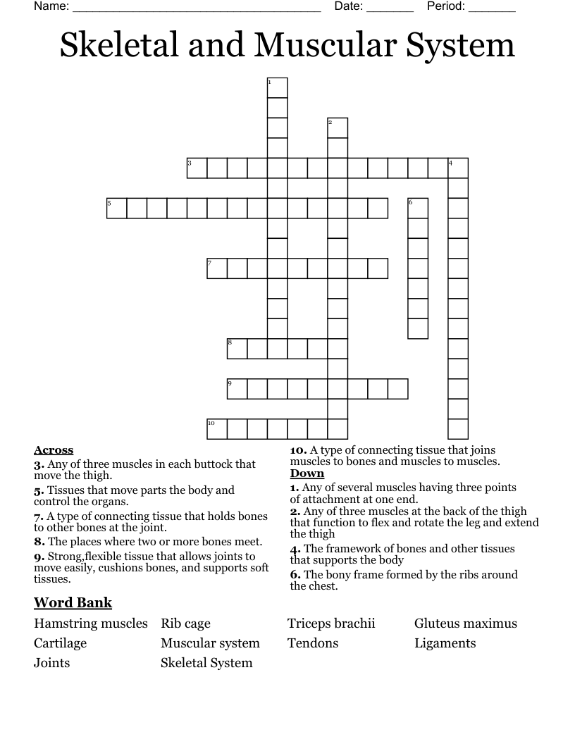 Skeletal and Muscular System Crossword