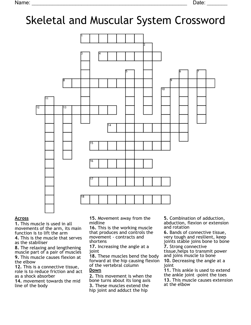 Skeletal and Muscular System Crossword