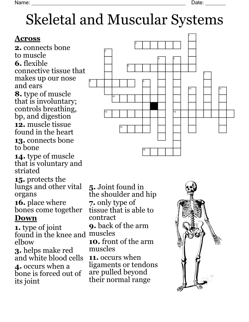 Skeletal and Muscular Systems Crossword