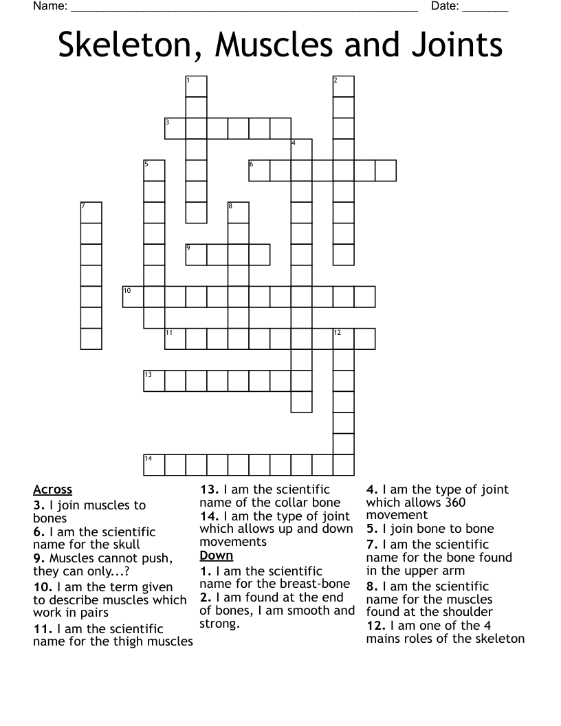Skeleton, Muscles and Joints Crossword