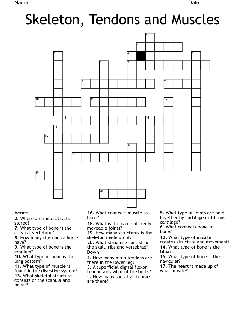 Skeleton, Tendons and Muscles Crossword