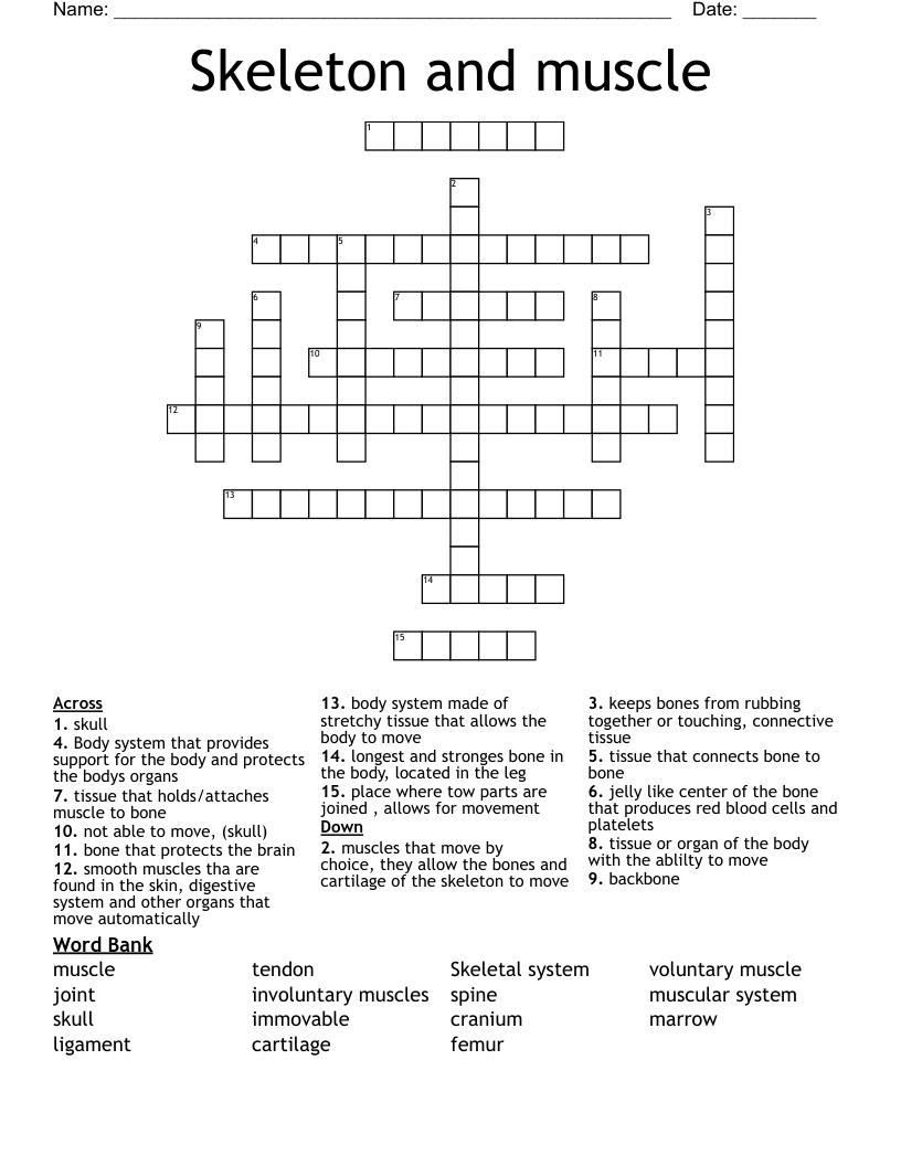 Skeleton and muscle Crossword