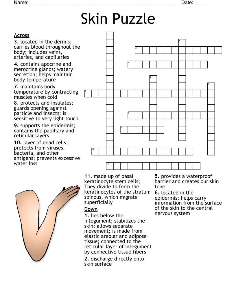 Skin Puzzle  Crossword