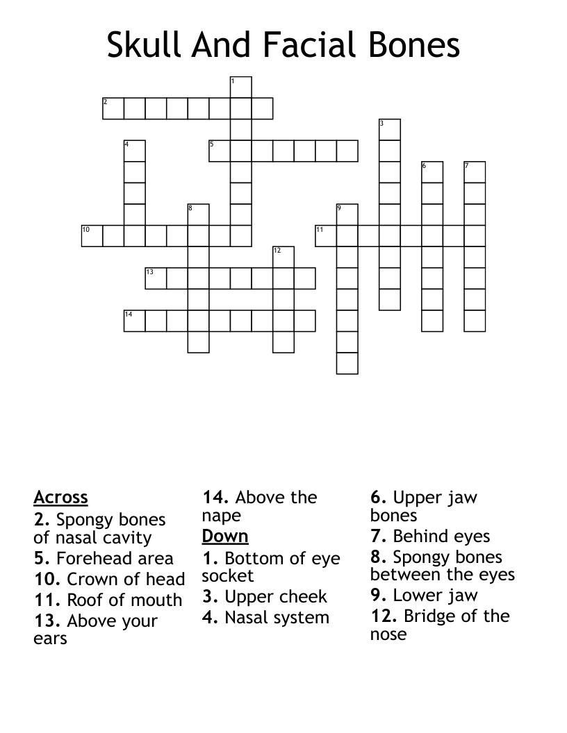 Skull And Facial Bones  Crossword