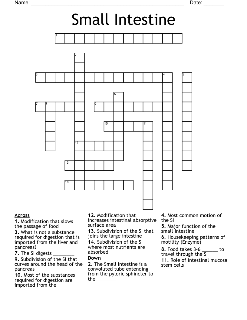 Small Intestine Crossword