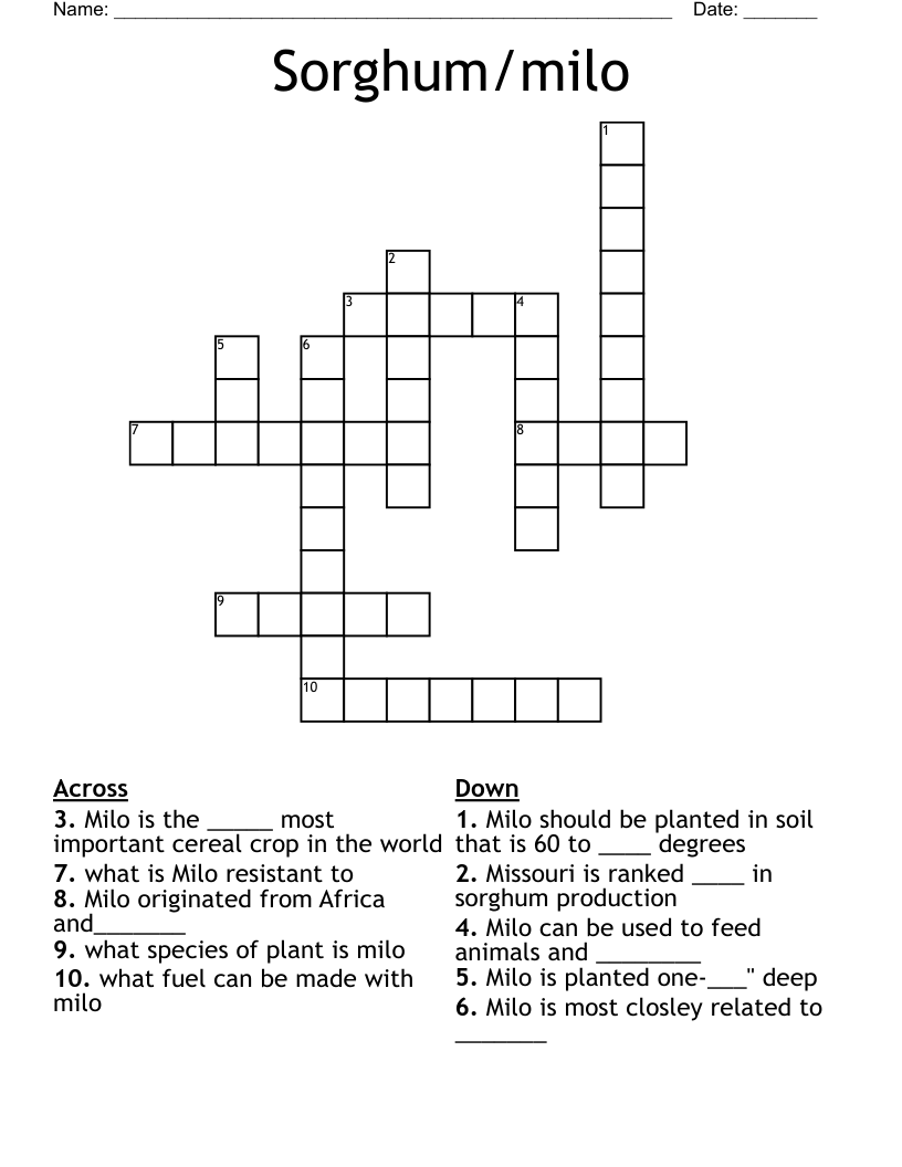 Sorghum/milo Crossword