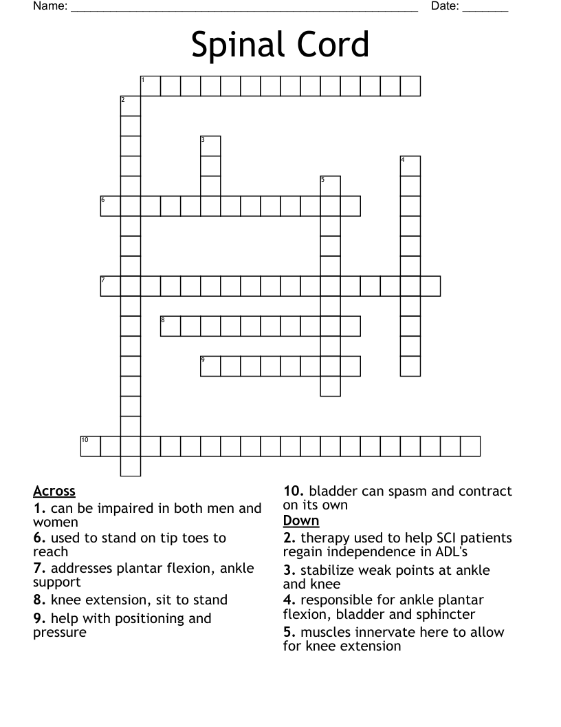 Spinal Cord Crossword