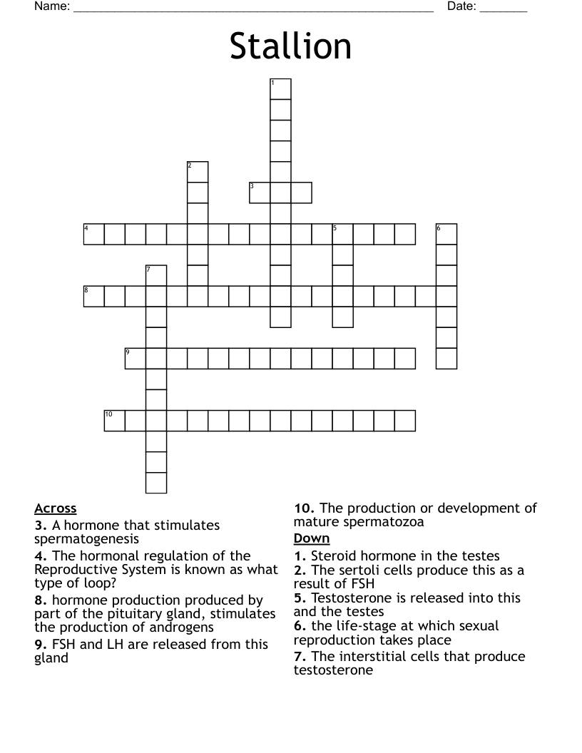 Stallion  Crossword