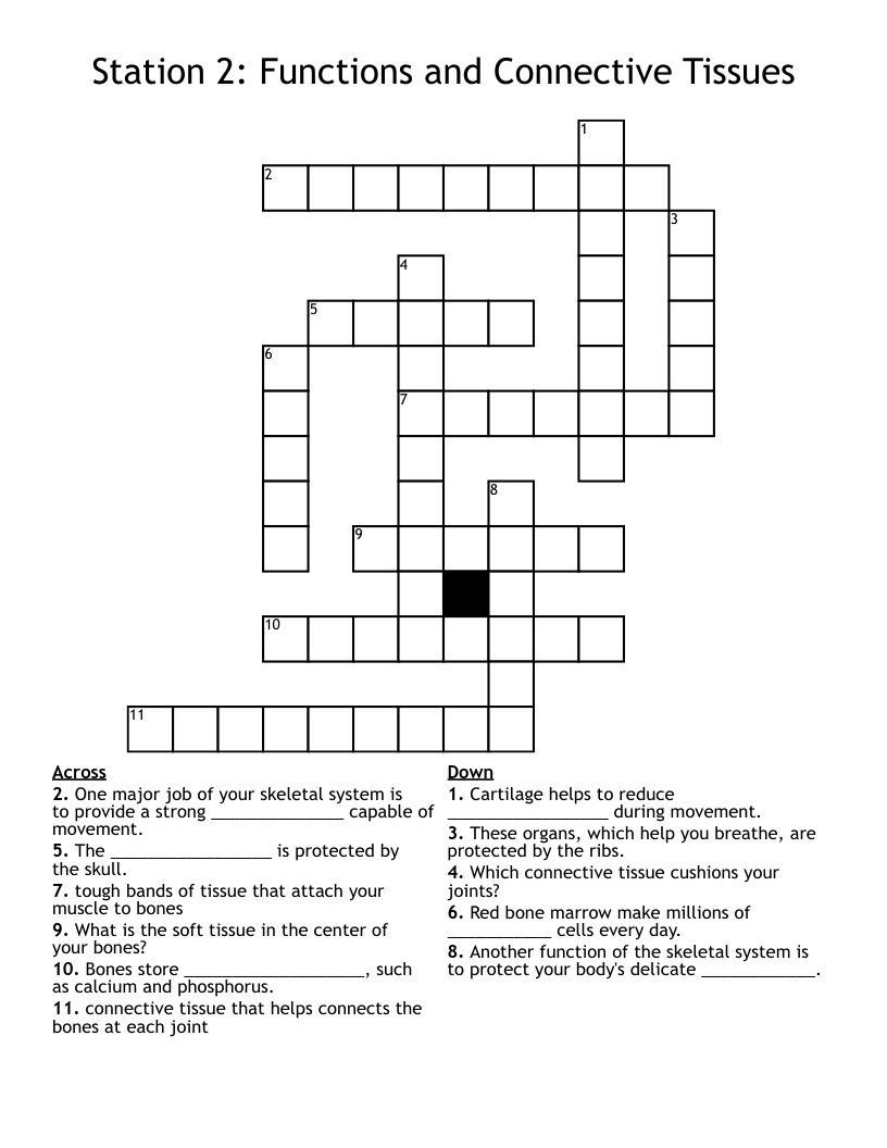 Station 2: Functions and Connective Tissues Crossword