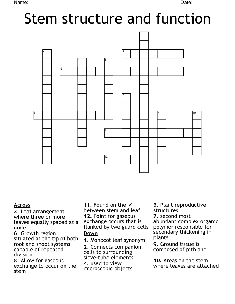 Stem structure and function Crossword