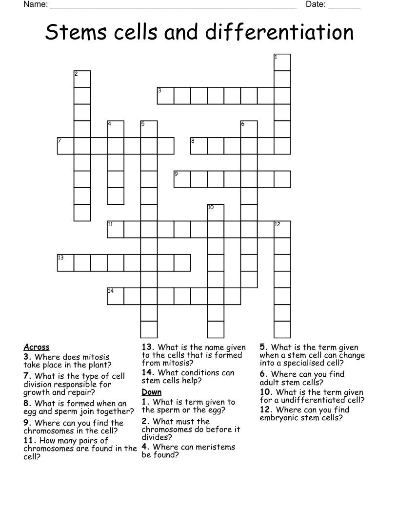 Stems cells and differentiation  Crossword
