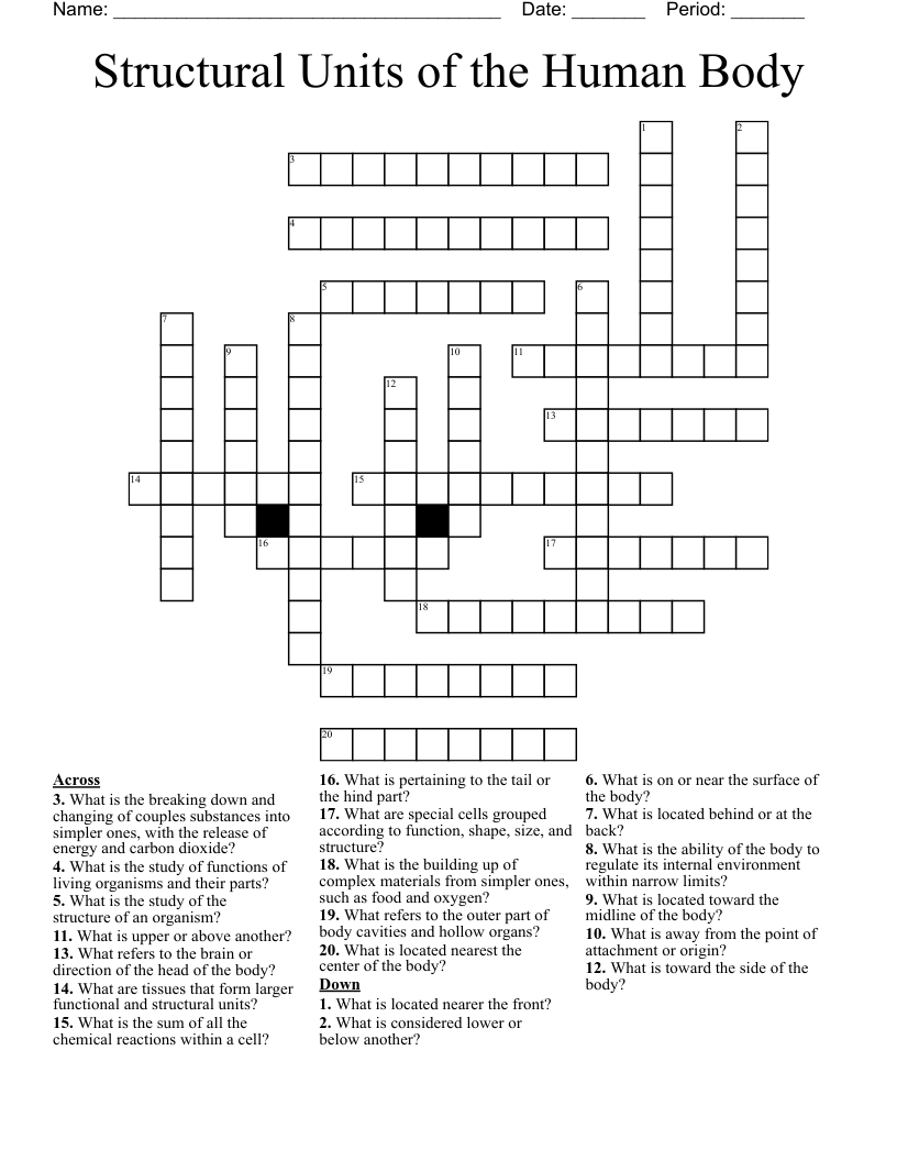 Structural Units of the Human Body Crossword
