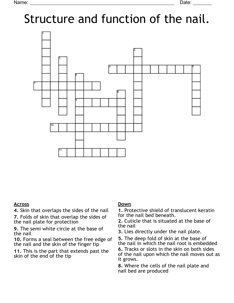 Structure and function of the nail. Crossword