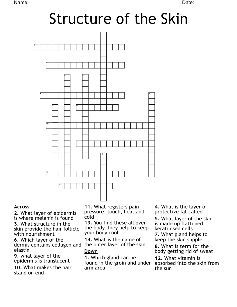 Structure of the Skin Crossword