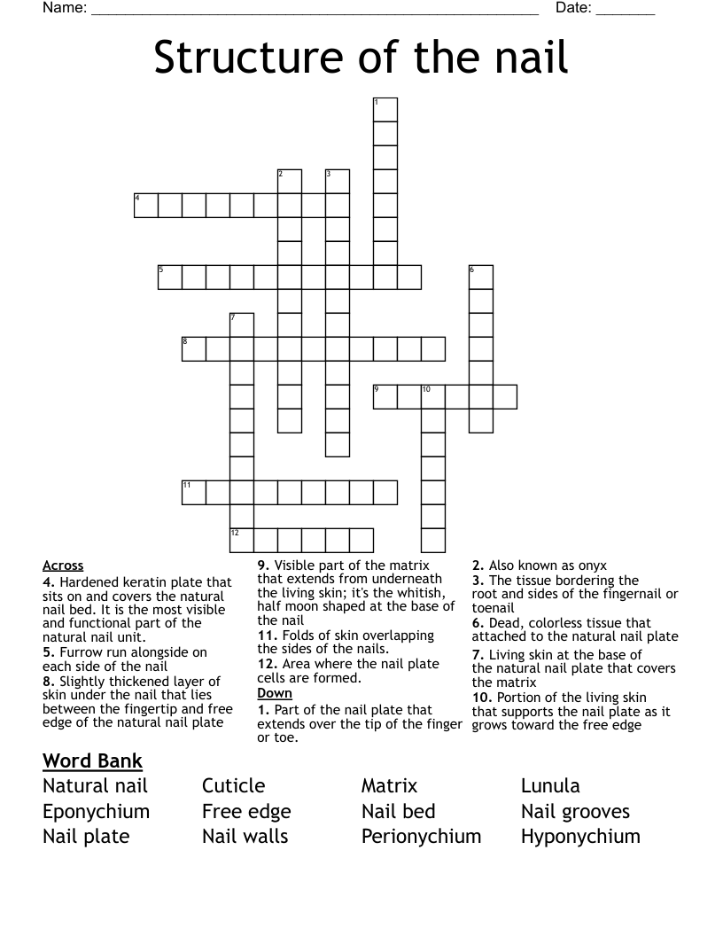 Structure of the nail Crossword