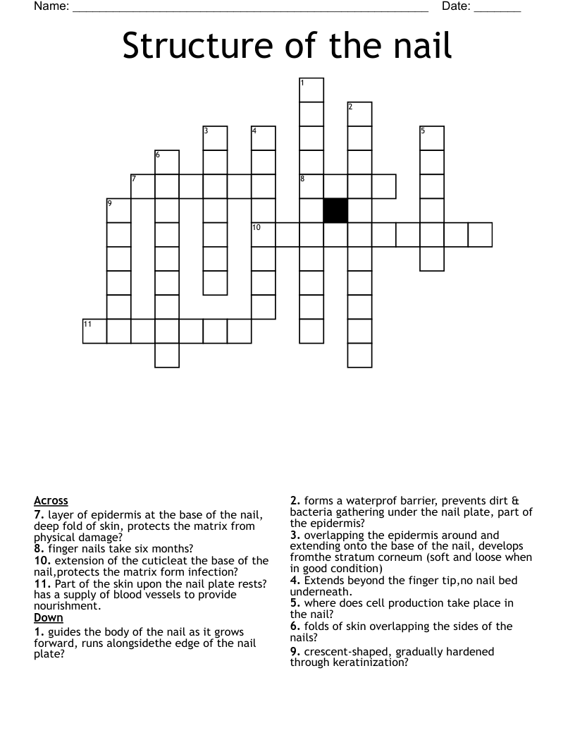 Structure of the nail Crossword