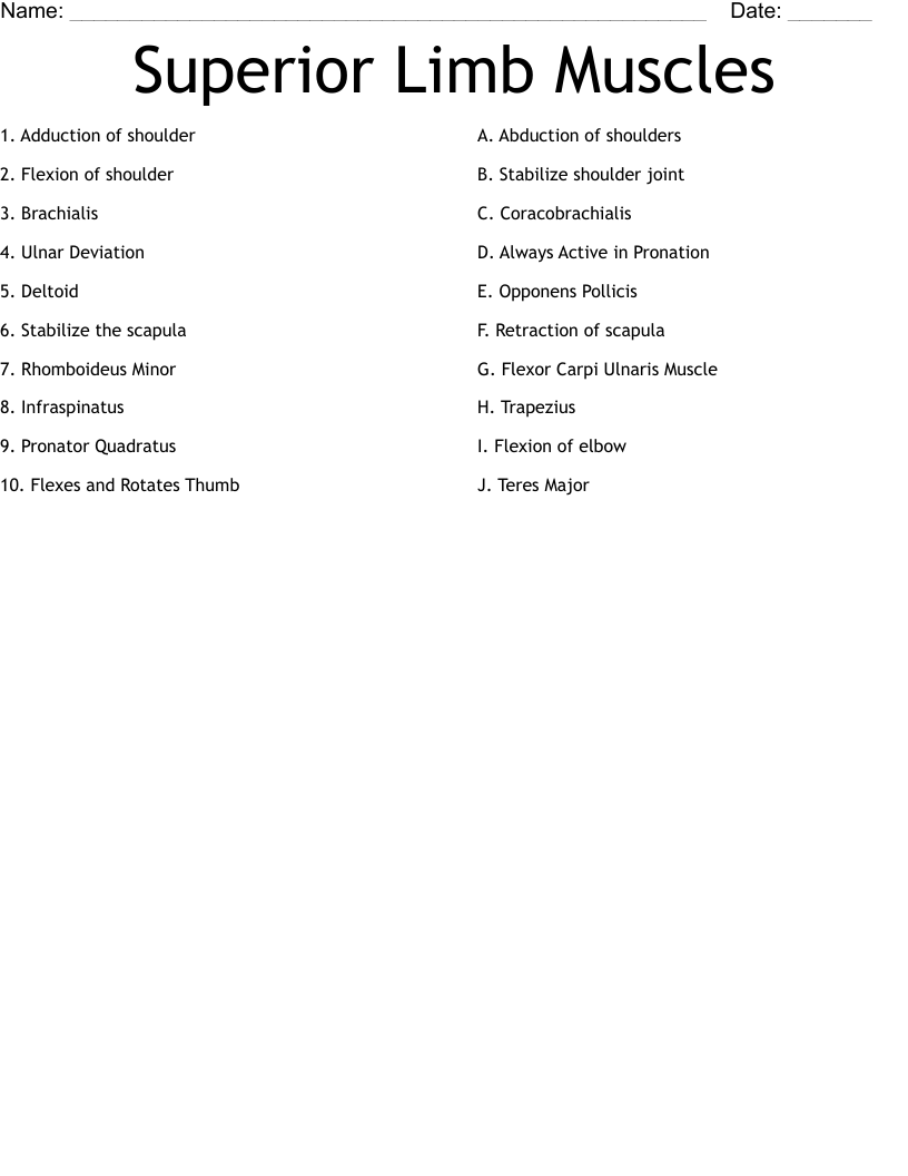 Superior Limb Muscles Worksheet