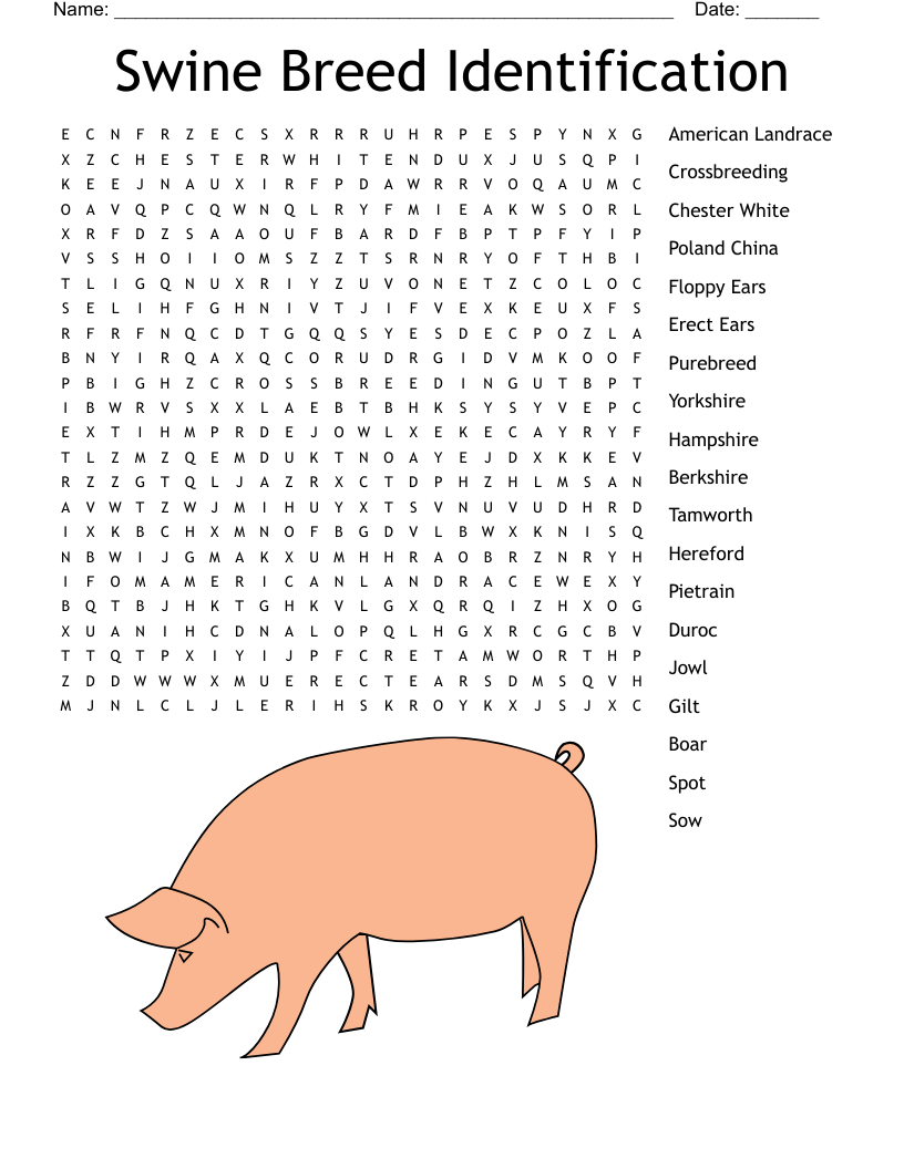 Swine Breed Identification Word Search