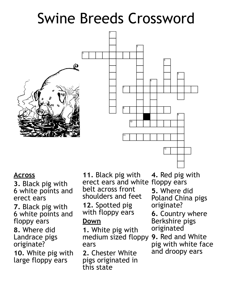 Swine Breeds Crossword