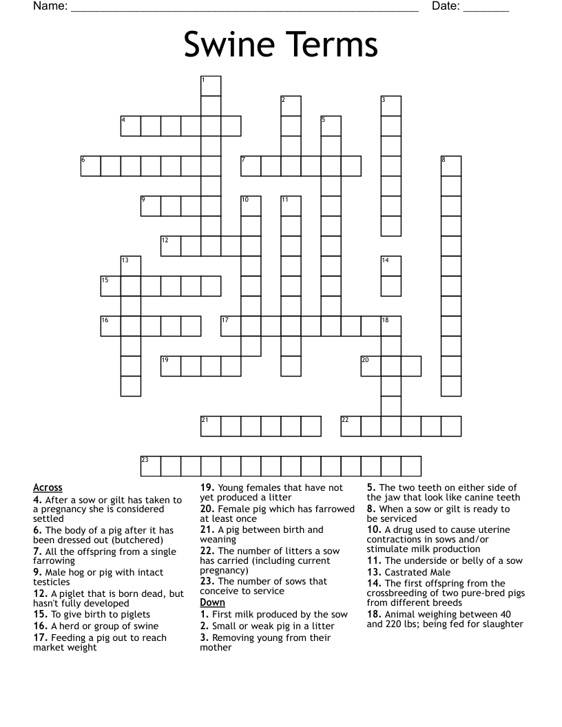Swine Terms Crossword
