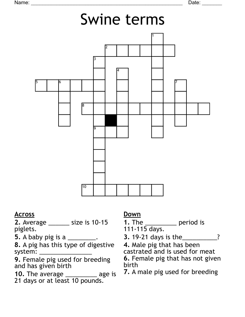 Swine terms Crossword