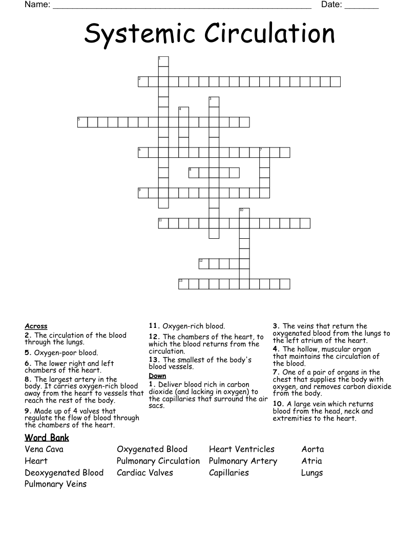 Systemic Circulation Crossword