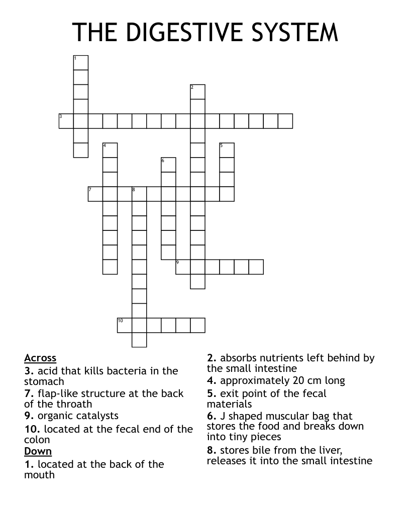 THE DIGESTIVE SYSTEM Crossword