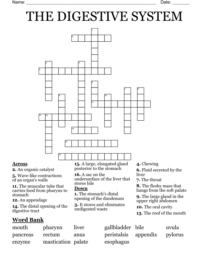THE DIGESTIVE SYSTEM Crossword