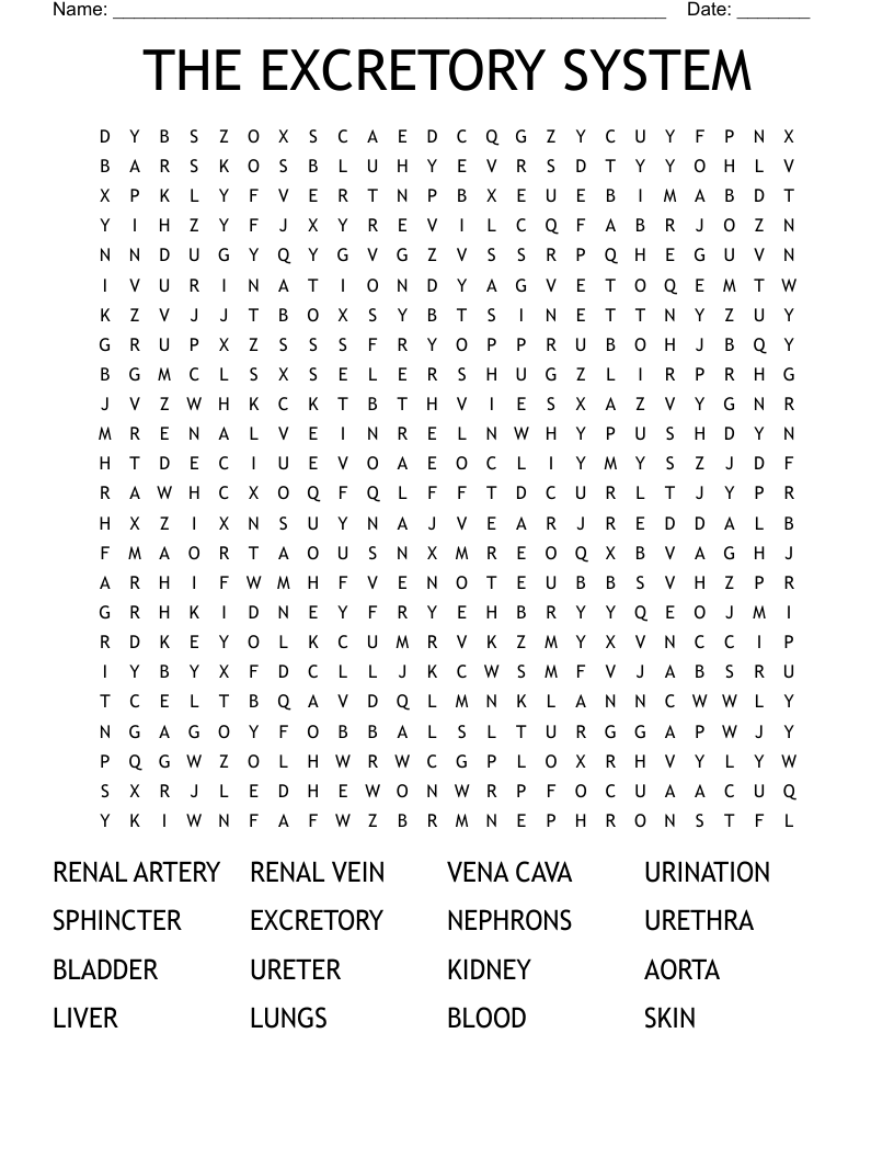THE EXCRETORY SYSTEM Word Search