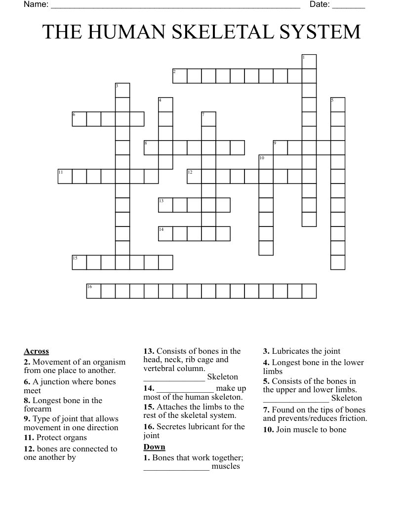 THE HUMAN SKELETAL SYSTEM Crossword