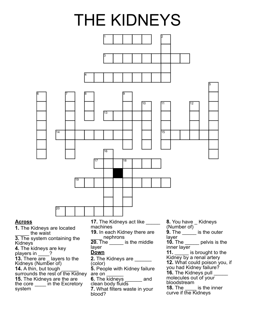 THE KIDNEYS Crossword