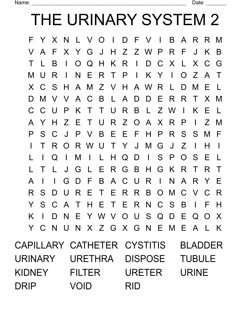 THE URINARY SYSTEM 2 Word Search