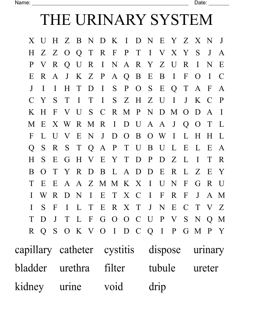 THE URINARY SYSTEM  Word Search
