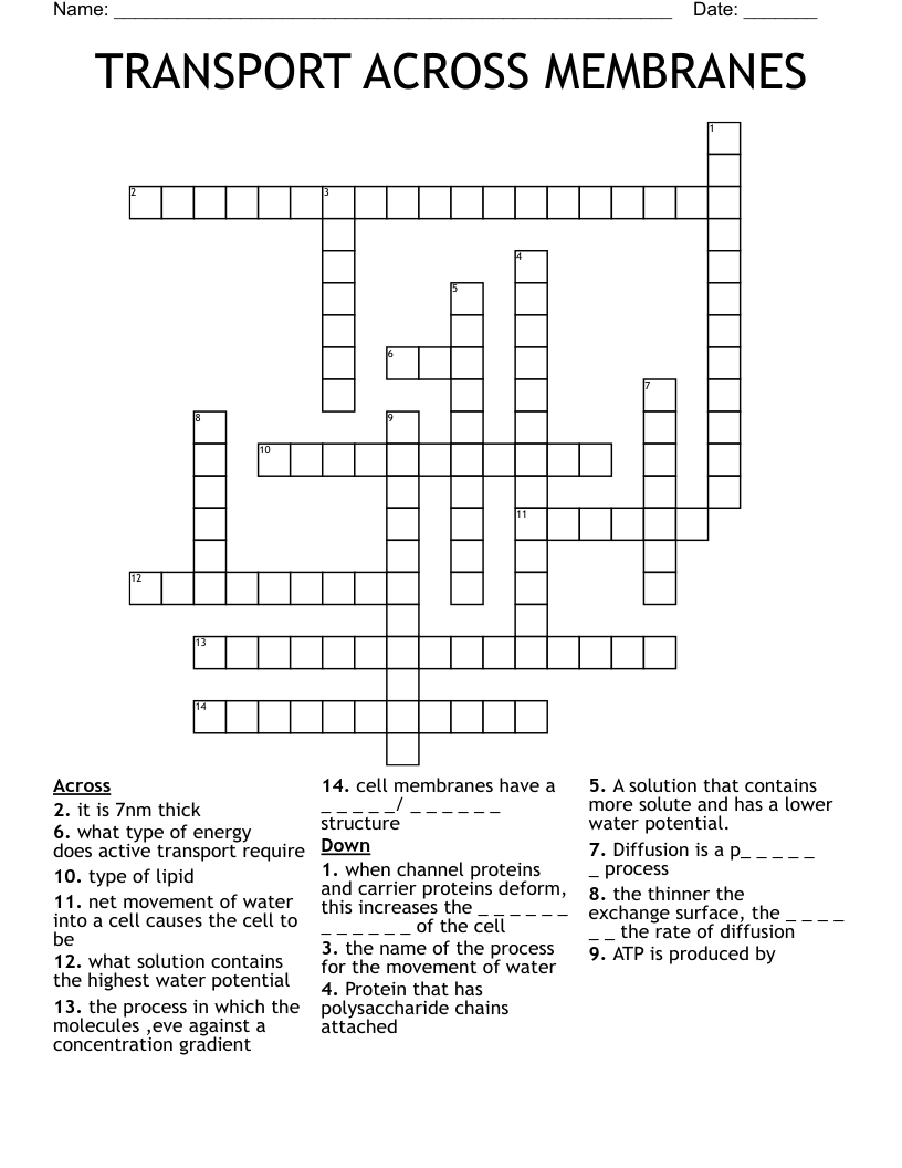 TRANSPORT ACROSS MEMBRANES Crossword