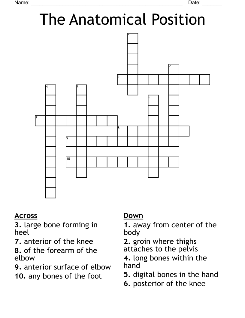 The Anatomical Position Crossword
