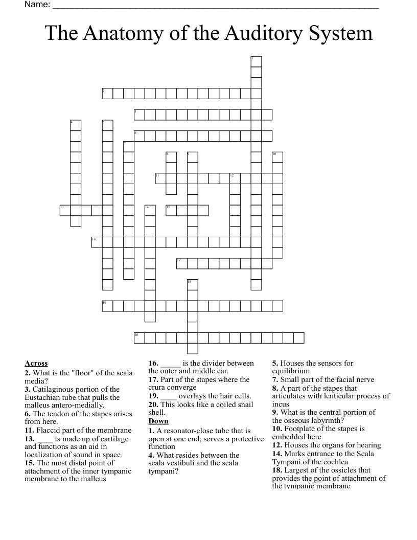 The Anatomy of the Auditory System Crossword