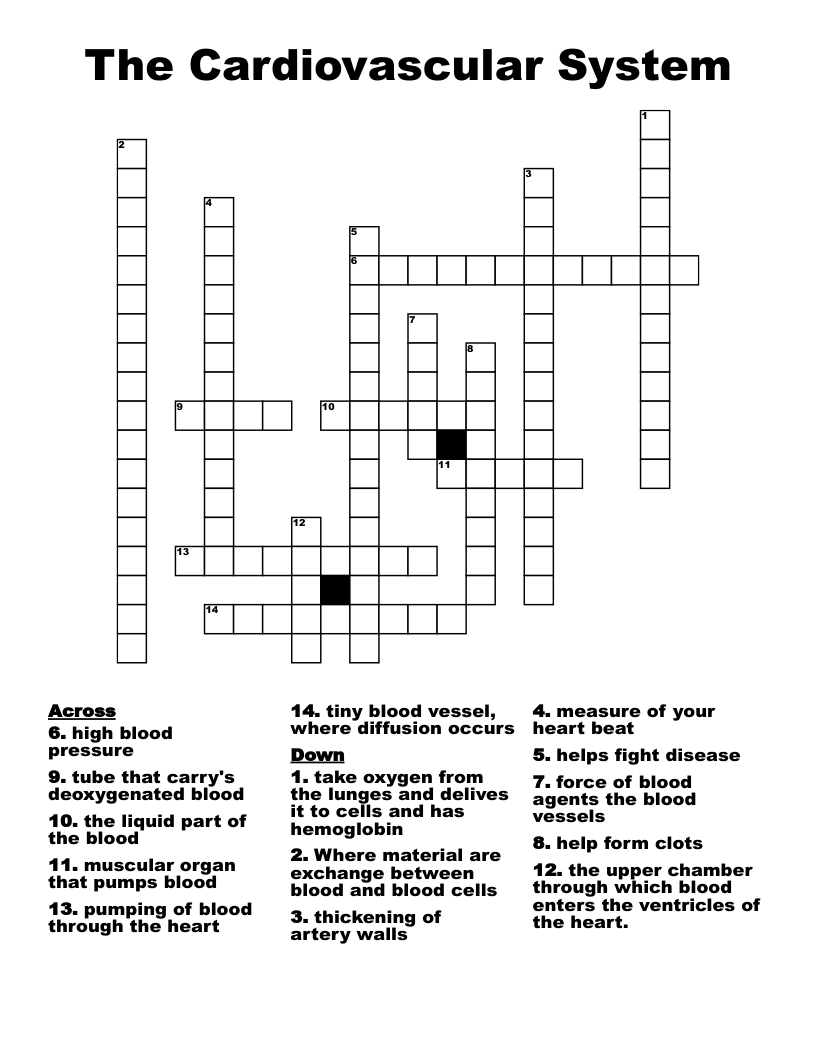 The Cardiovascular System Crossword