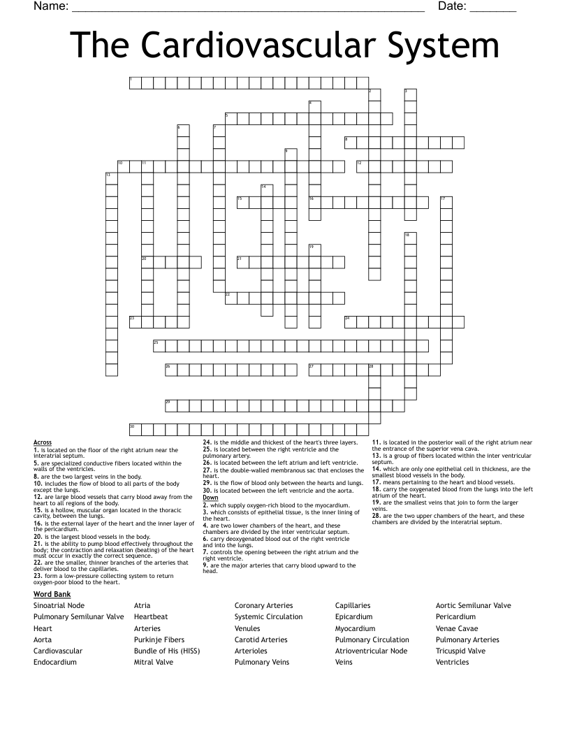 The Cardiovascular System Crossword