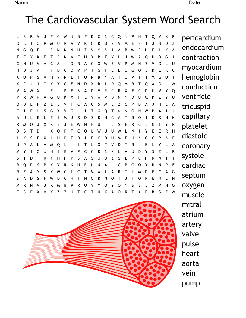 The Cardiovascular System Word Search