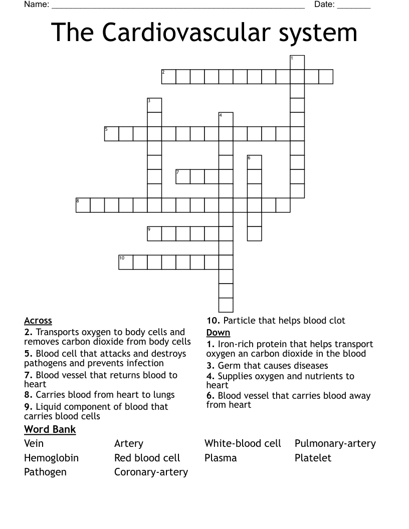 The Cardiovascular system Crossword