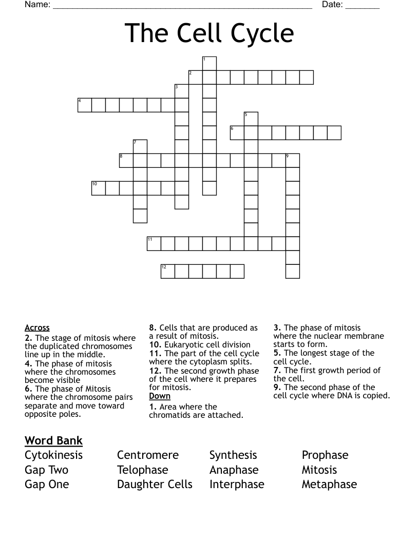 The Cell Cycle Crossword