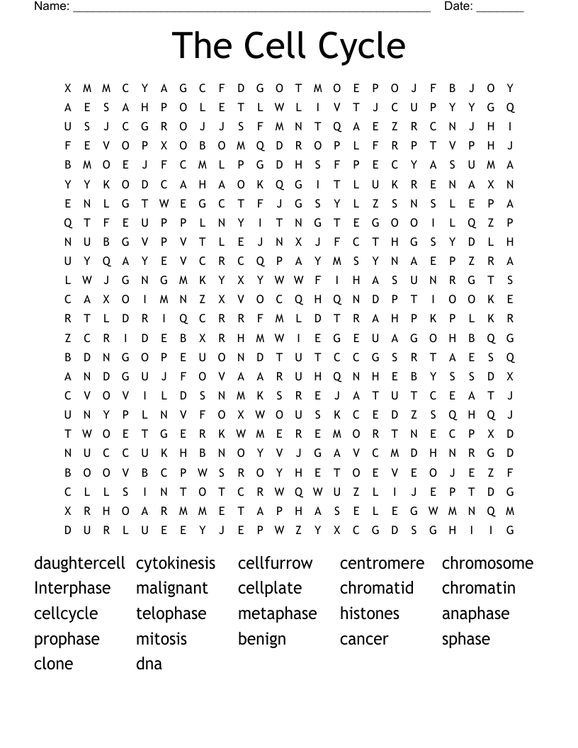The Cell Cycle Word Search
