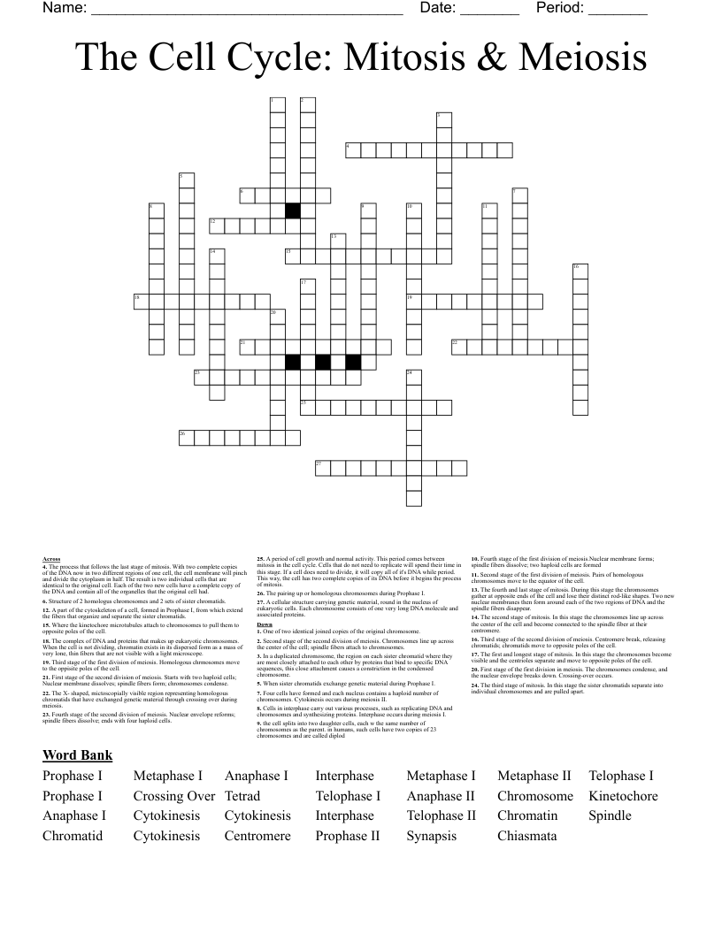 The Cell Cycle: Mitosis & Meiosis Crossword
