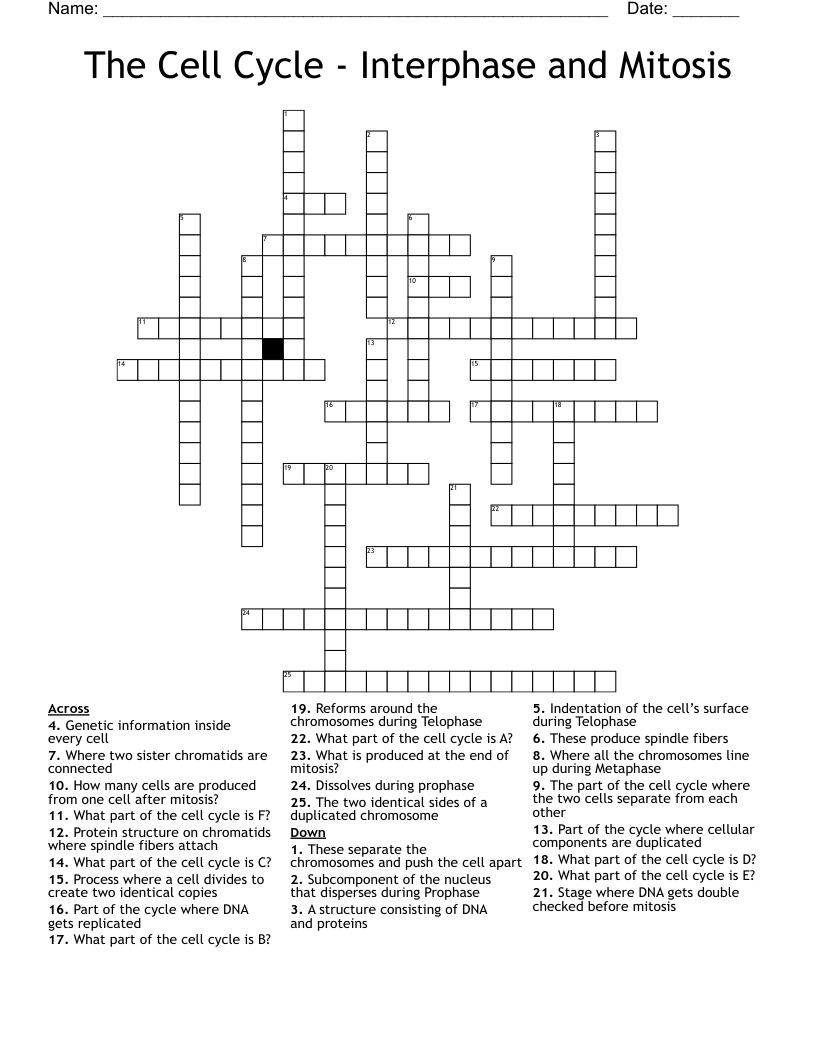 The Cell Cycle - Interphase and Mitosis Crossword