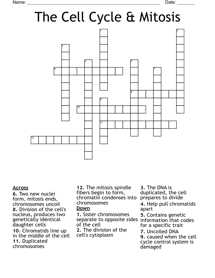 The Cell Cycle & Mitosis  Crossword